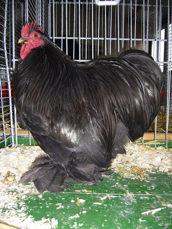 Bezirksschau Luebbecke 263.jpg - Zwerg Chochin schwarz von Dennis Steinberg Preis sg 24 Z